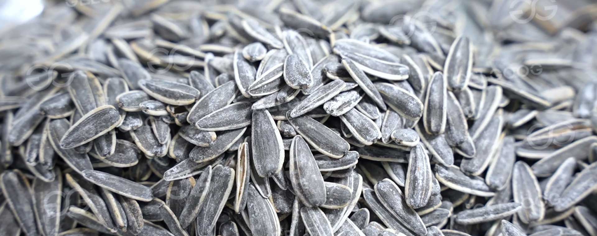 Sunflower-Seeds-Line-Banner.jpg